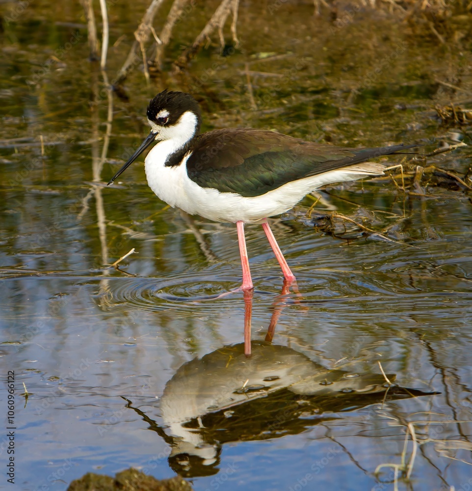 A black-necked stilt feeding in a wetland in the Malheur Wildlife Refuge near Burns Oregon A black-necked stilt feeding in a wetland in the Malheur Wildlife Refuge near Burns Oregon