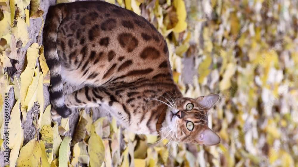 Cold bengal cat sitting outdoors in autumn ,vertical 4k footage Cold bengal cat sitting outdoors in autumn ,vertical 4k footage