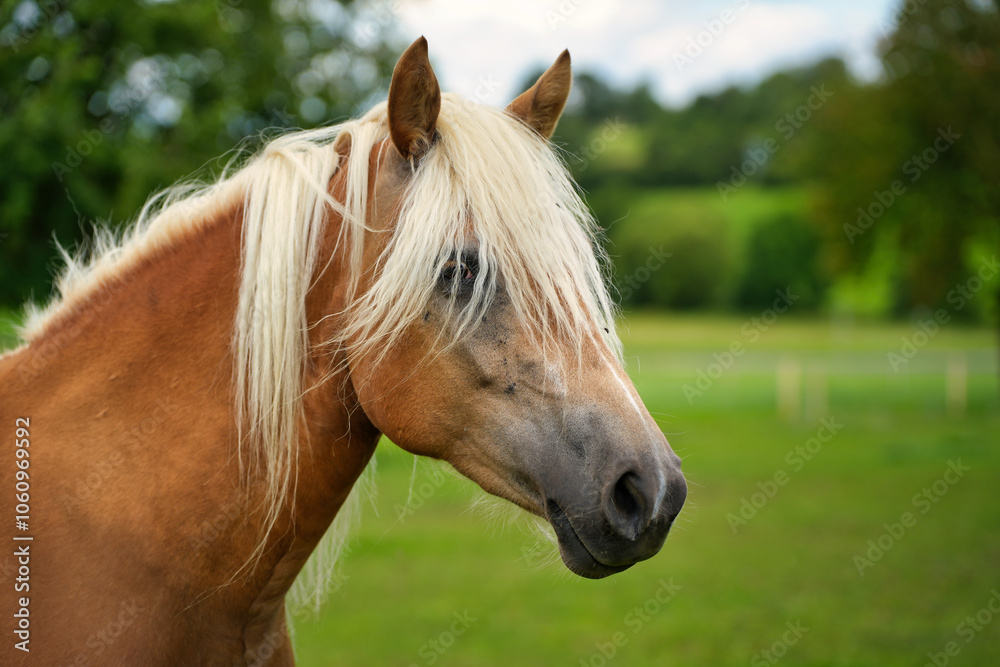 Naklejka premium Haflinger Portrait