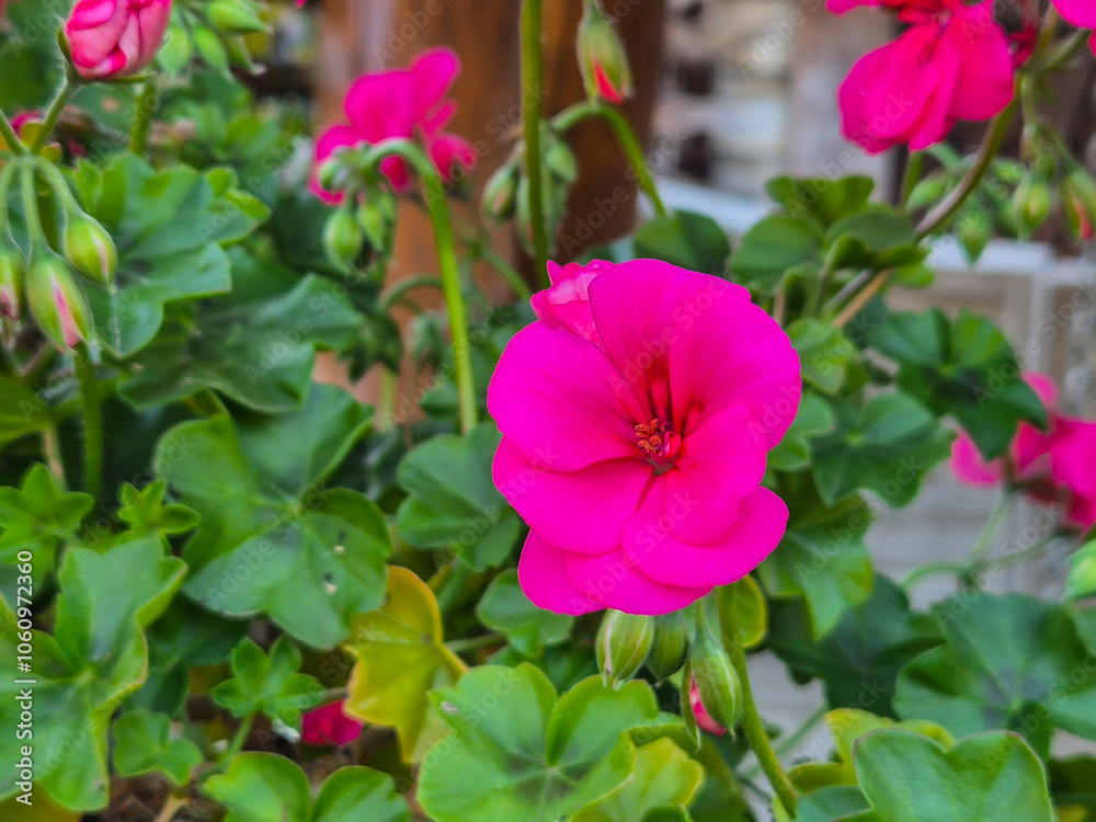 Vibrant pink geranium flowers blooming among lush green foliage create a lively and cheerful garden scene, perfect for floral enthusiasts and nature lovers. Vibrant pink geranium flowers blooming among lush green foliage create a lively and cheerful garden scene, perfect for floral enthusiasts and nature lovers.