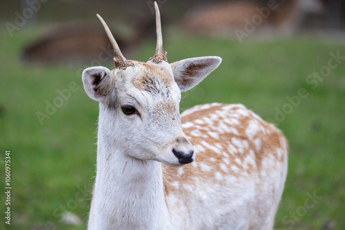 Bild auf Leinwand Damwild (dama dama)