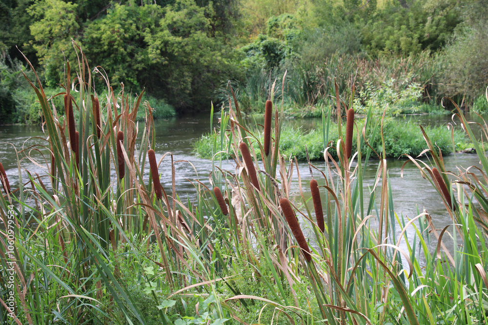 On the shore of the reservoir grows reed mace (Typha) On the shore of the reservoir grows reed mace (Typha)
