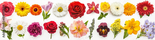 Flower isolated on white: beautiful flowers on white background, Blossom, Flower rose