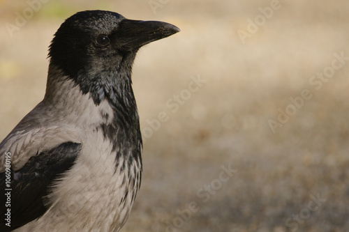 A gray crow illuminated by the sun photo