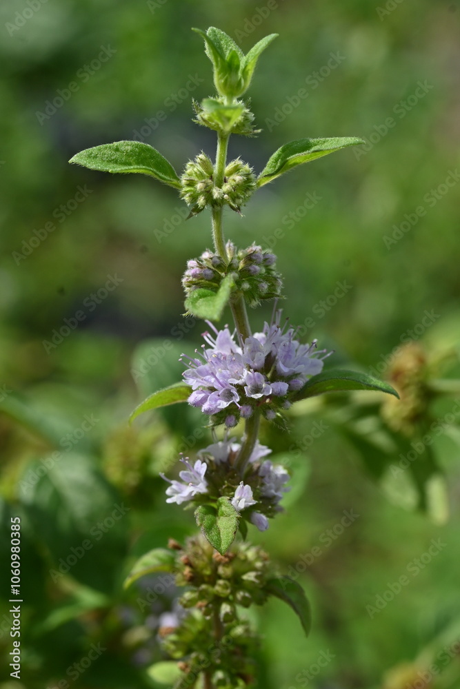 Japanese peppermint (Mentha canadaensis) flowers. Lamiaceae perennial herb. Small purple-white flowers bloom densely on the sides of the leaves. Japanese peppermint (Mentha canadaensis) flowers. Lamiaceae perennial herb. Small purple-white flowers bloom densely on the sides of the leaves.