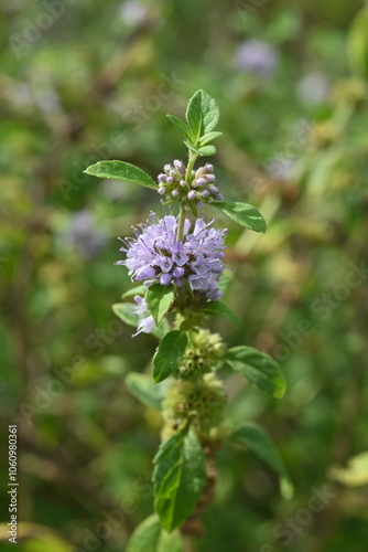 Japanese peppermint (Mentha canadaensis) flowers. Lamiaceae perennial herb. Small purple-white flowers bloom densely on the sides of the leaves.