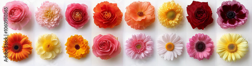 Flower isolated on white: beautiful flowers on white background, Blossom, Flower rose