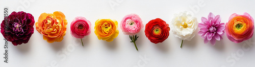 Flower isolated on white: beautiful flowers on white background, Blossom, Flower rose