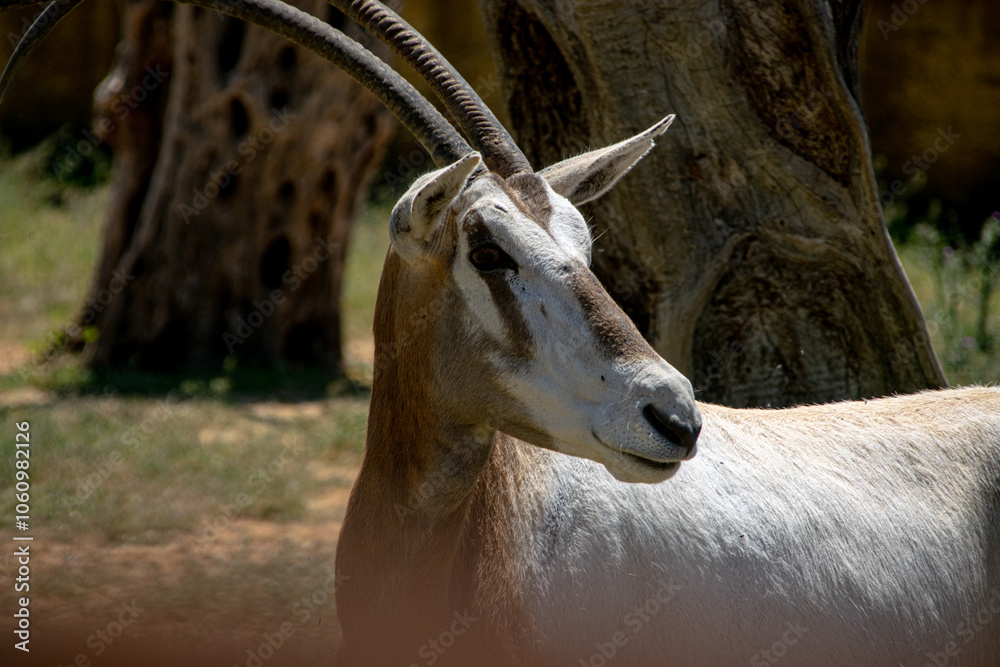 Fototapeta premium A deer in the park watching around