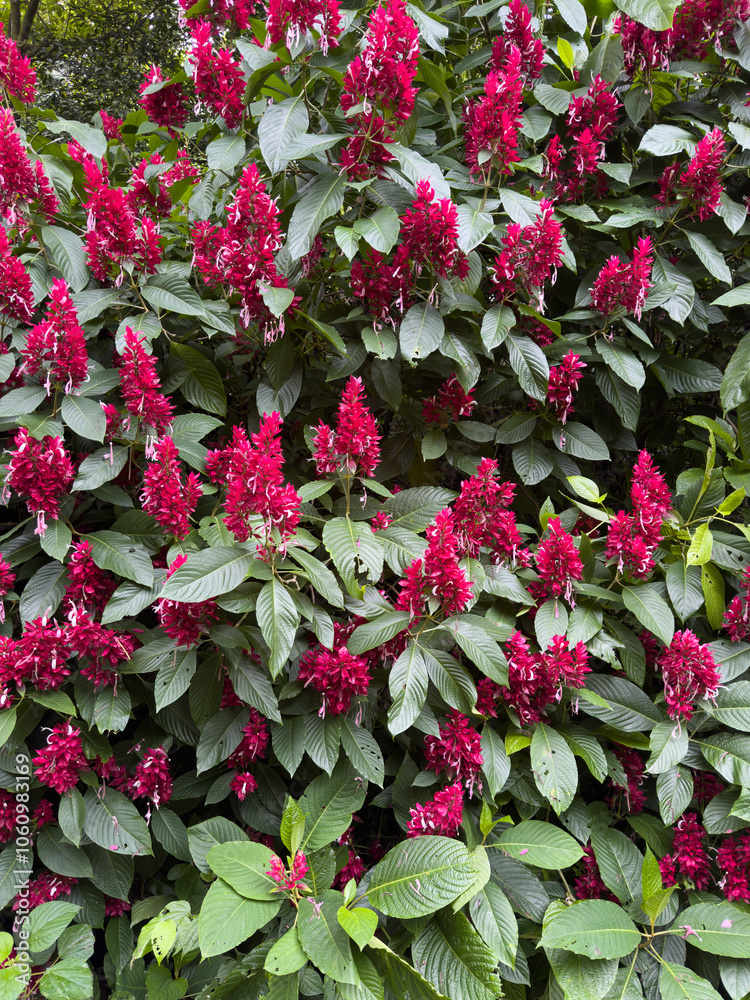 Vibrant red flowers blooming amid lush Vibrant red flowers blooming amid lush