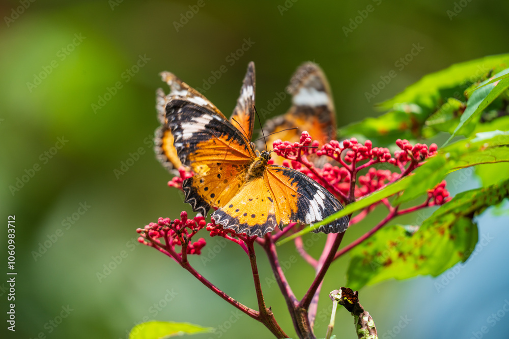 Obraz premium Orange Lacewing (Cethosia penthesilea) is a species of heliconiine butterfly found in Southeast Asia, as well as the Australia's Northern Territory - in motion.