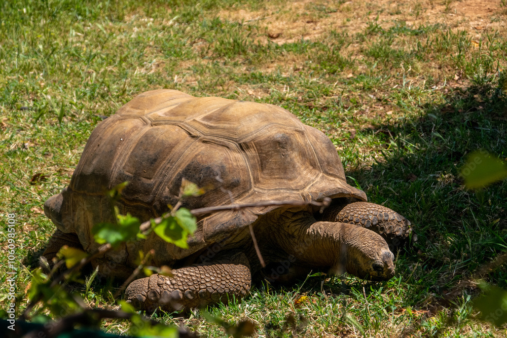 Fototapeta premium A big turtle on the grass