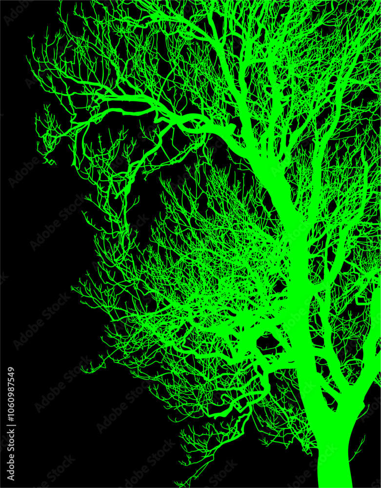 árbol, naturaleza, sucursal, de invierno, silueta, blanco, negro, aislada, calvos, bosque, ciclos, fábrica, cielo, roble, seco, ramas