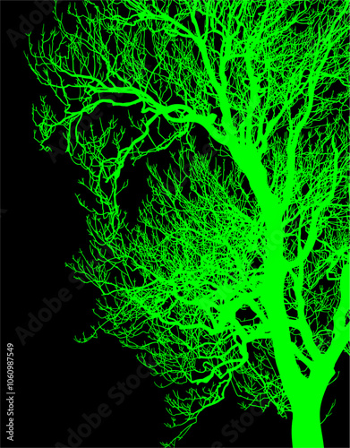 árbol, naturaleza, sucursal, de invierno, silueta, blanco, negro, aislada, calvos, bosque, ciclos, fábrica, cielo, roble, seco, ramas