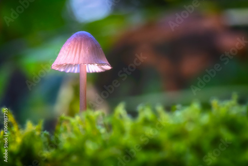 Tiny Pink Mushroom on a Bed of Green Moss