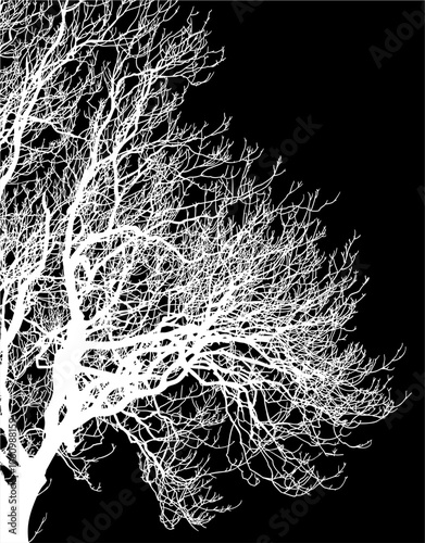árbol, naturaleza, sucursal, de invierno, silueta, blanco, negro, aislada, calvos, bosque, ciclos, fábrica, cielo, roble, seco, ramas