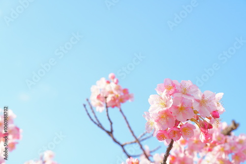 河津桜の花と空