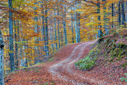 Beech forest on the way to the Vegabaño mountain refuge in Soto de Sajambre, Picos de Europa.