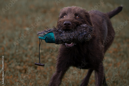 Pudelpointer apportiert Dummy