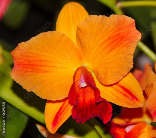 Bright Orange and Red Orchid Hybrid Rhyncattleanthe Martha Clarke 'Hawaii Trip' in Bloom. photo