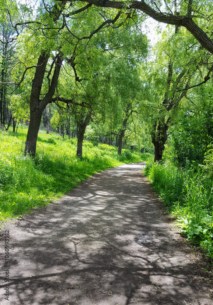 Green Trees and Grass On Path Green Trees and Grass On Path