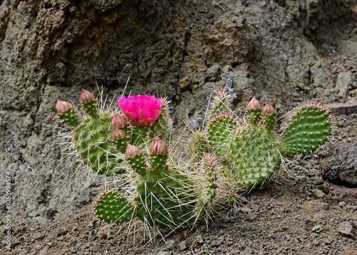 Porcupine Prickly Pear Cactus (Opuntia polyacantha) blooms in the high desert of Nevada.
 photo