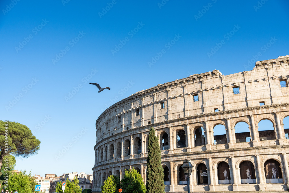 Fototapeta premium Seagull from Colosseum, Italy