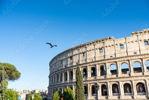 Seagull from Colosseum, Italy
