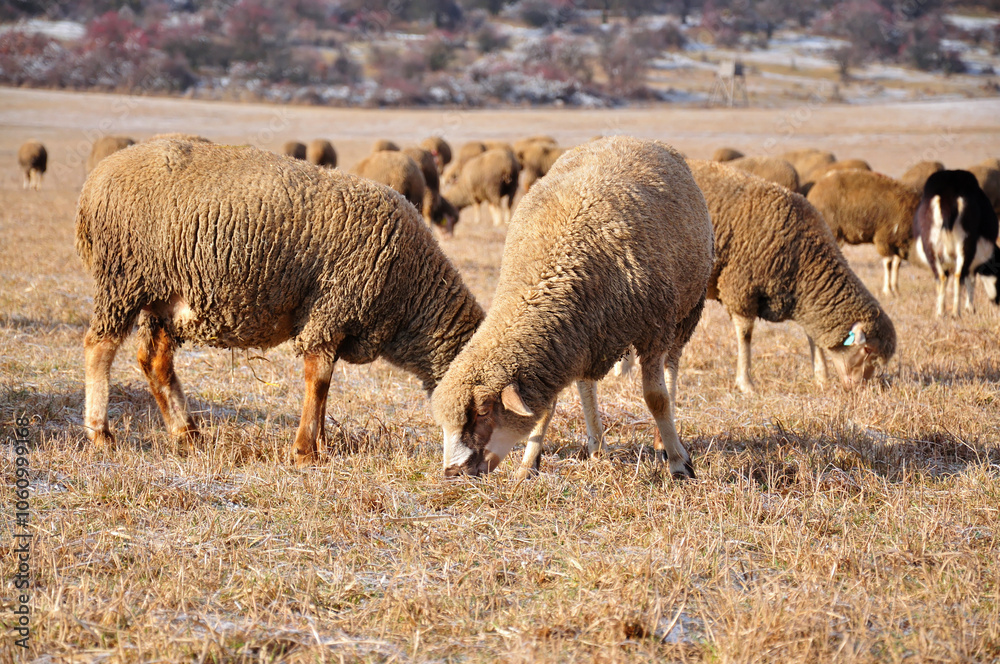 Sheep. Sheep.