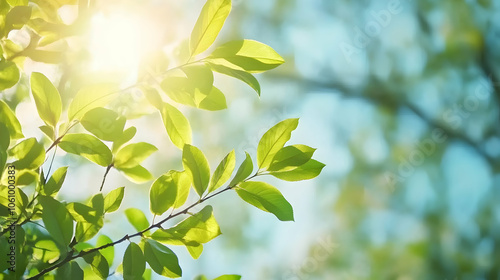 High Quality Green tree leaves with springtime sunlight and blue sky