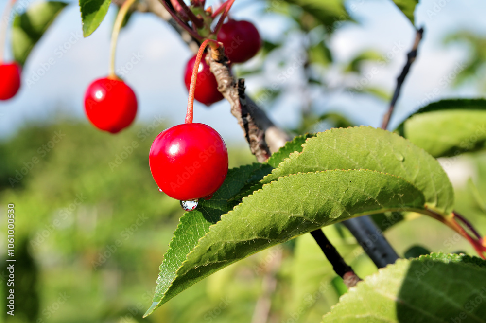 Cherry-tree. Cherry-tree.