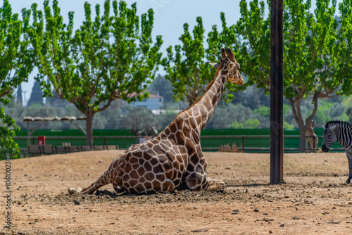 Photography A giraffe in the park