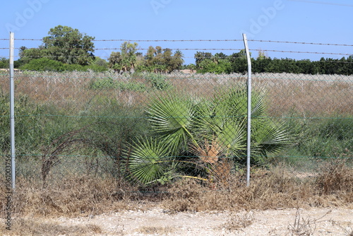 Green plants and flowers grow along the high fence