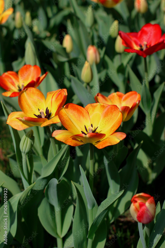 orange red yellow tulips orange red yellow tulips