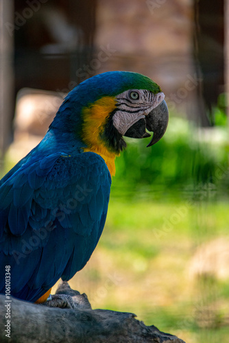 A blue and yellow macaw ara