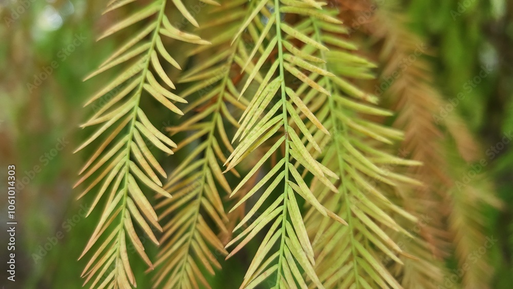 Larch branch, coniferous plant, close-up Larch branch, coniferous plant, close-up