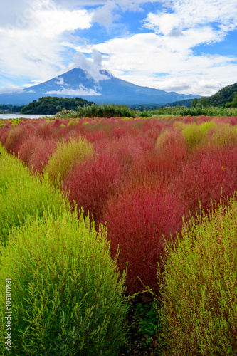 fuji mountain with red flower