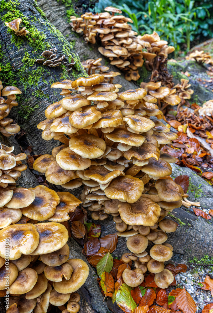 Large numbers of bracket funghi growing on tree trunk in Cornwall, UK Large numbers of bracket funghi growing on tree trunk in Cornwall, UK