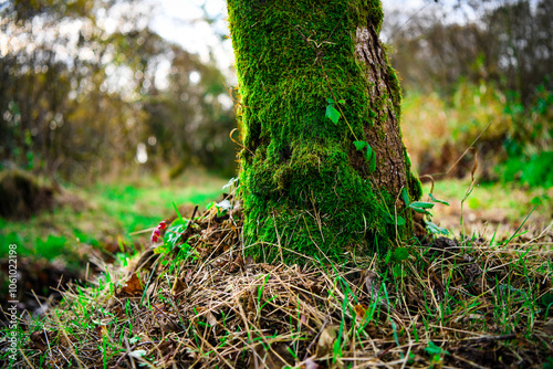 Moss expanding on tree bark in the forest photo