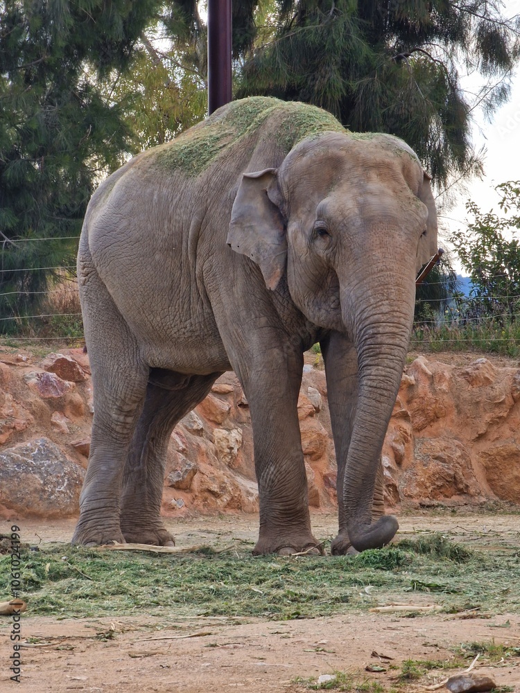 Fototapeta premium An elephant in the zoo