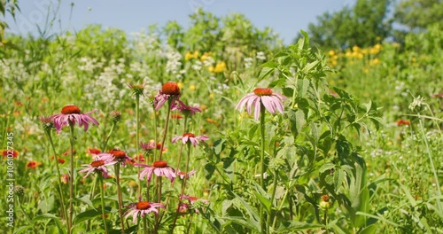 Coneflowers in a field of wildflowers on a farm in central Tennessee. With ambient sounds of birds and insects photo