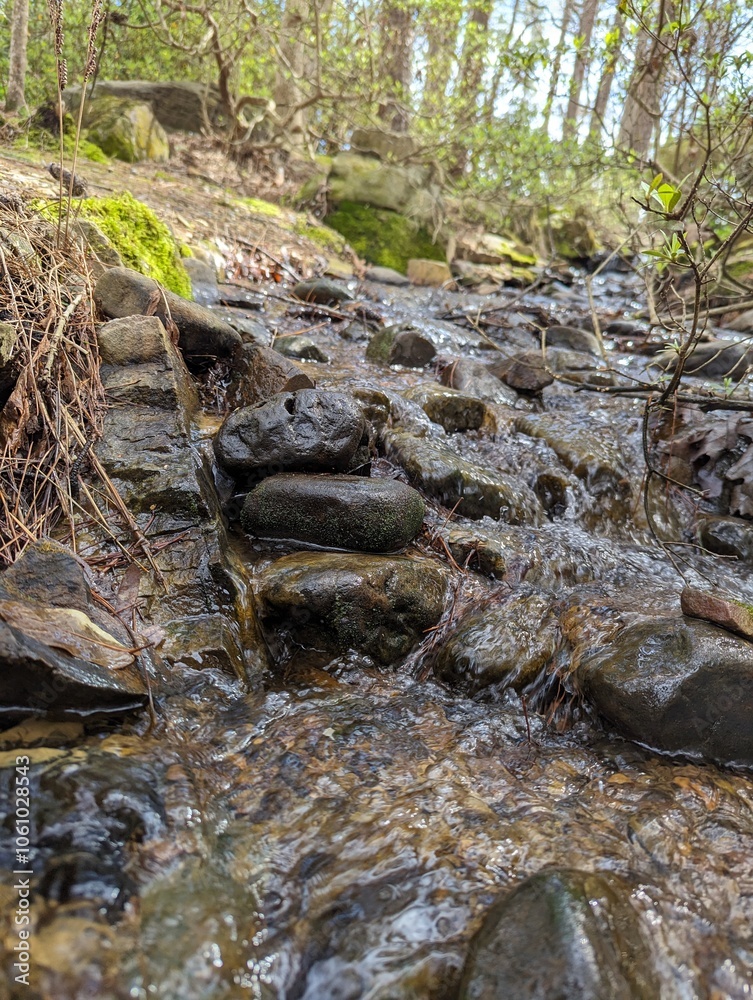 Obraz premium stream in the forest