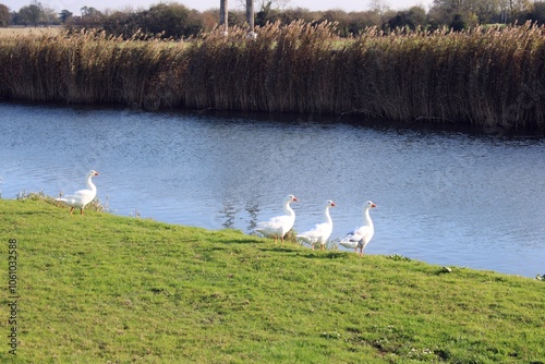 Geese beside the River Hull at Swinemoor Common, East Riding of Yorkshire.