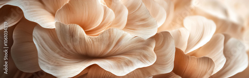 Close-up of white flower petals arranged in a horizontal composition, radiating purity and grace. Ideal for wedding decor, spa branding, or artistic nature projects.