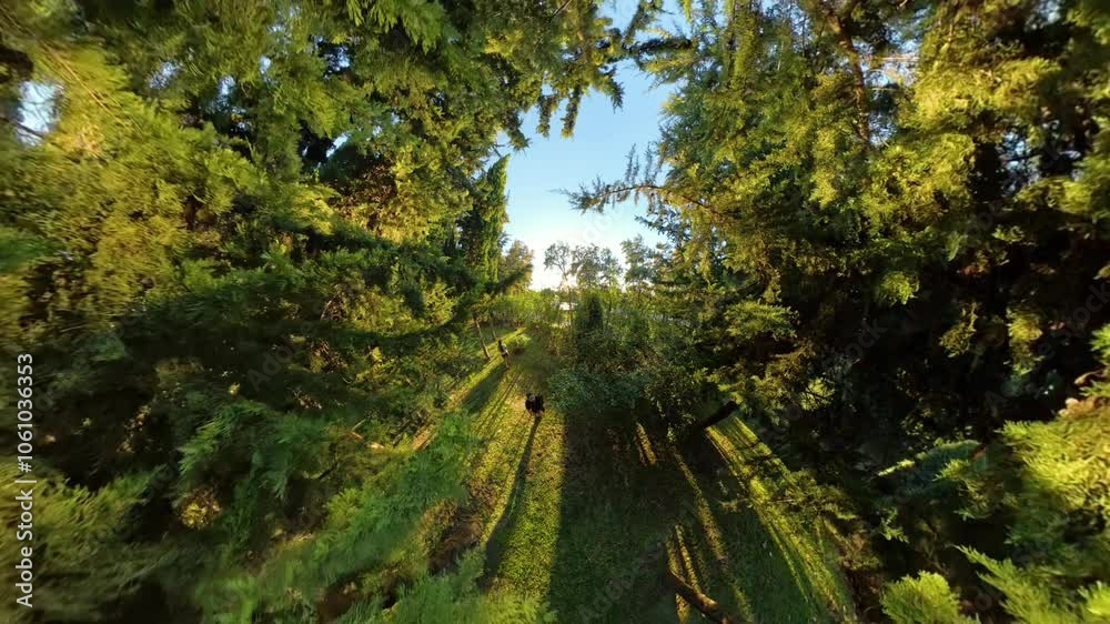 Overhead view of a man and woman walking toward each other in a forest clearing with tall trees and long shadows cast by the evening sun, creating a serene, immersive nature scene.