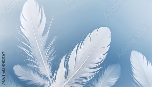  White feathers floating on soft blue background.