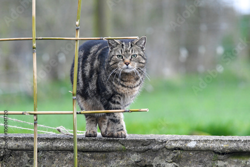 Chat de gouttière debout photo