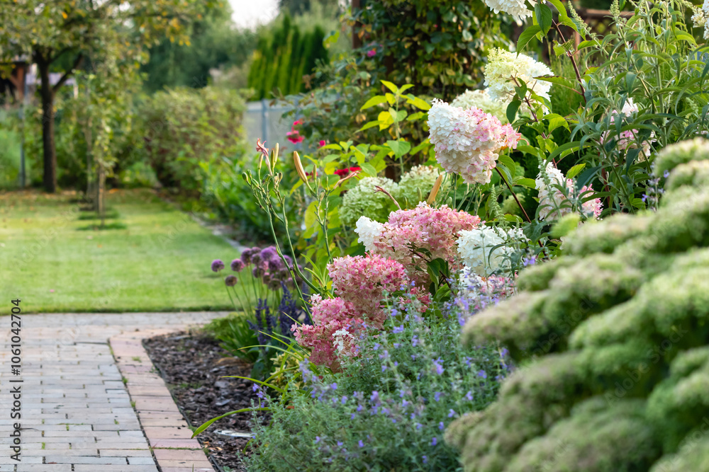 Bouquet hydrangea blooming in the garden. Bouquet hydrangea blooming in the garden.