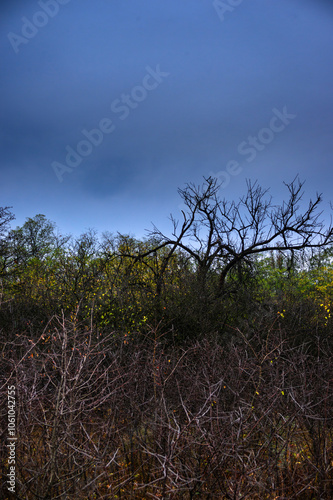 Landscape photography on the field with big and smooth clouds in the sky,Stormy weather on the picture.Big blue clouds iver the forest nd field, morning landscape in the woodlands.Aurumn blue hour, photo