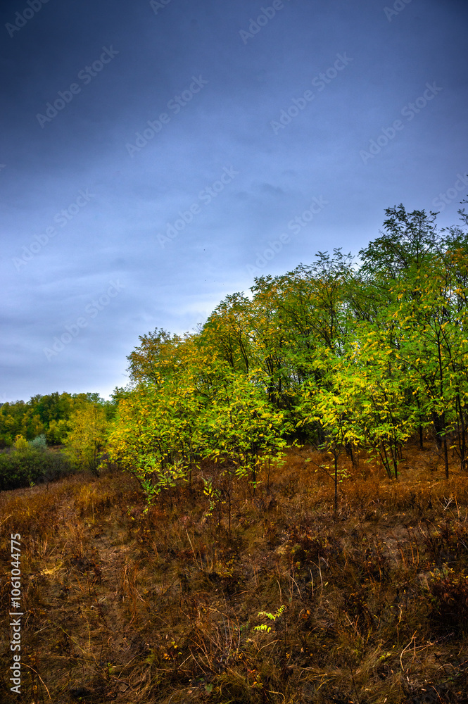Landscape with beautiful and mystery trees, yellow and orange leaves on tree.Landscape photography in the woodlands, misty and foggy weather .Forest at autumn morning , trees in the forest Landscape with beautiful and mystery trees, yellow and orange leaves on tree.Landscape photography in the woodlands, misty and foggy weather .Forest at autumn morning , trees in the forest
